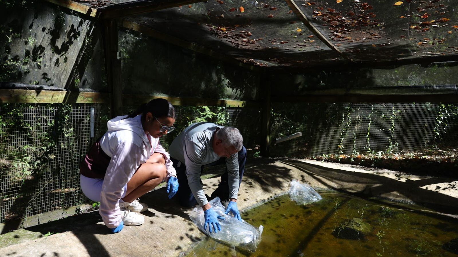 Liberación de renacuajos en charca artificial. Las crías son enviadas desde Estados Unidos a Puerto Rico a través de la empresa FedEx, utilizando bolsas similares a las que se emplean para el transporte de peces.