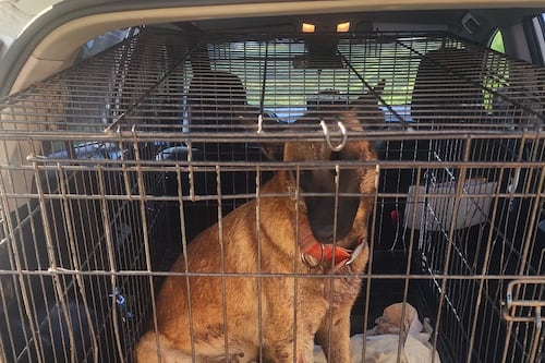 Agentes rescatan a un perro en Moca; estaba amarrado de un árbol