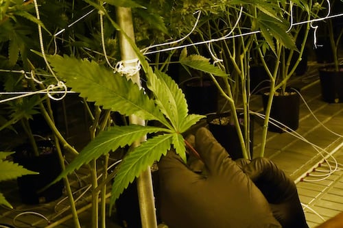 Sin cambios la industria de cannabis en Puerto Rico tras reclasificación federal