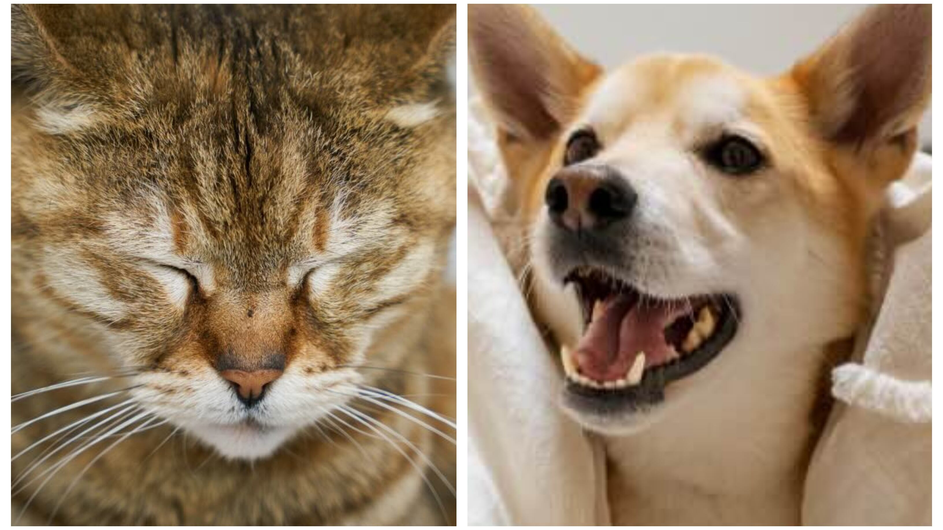 Los alimentos saludables son esenciales para mascotas domésticas, como perros y gatos.