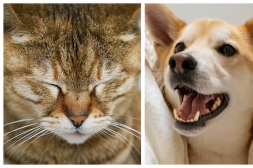 ¿Mascotas con ansiedad? Consejos de alimentos saludables que funcionan como un calmante natural para perros y gatos