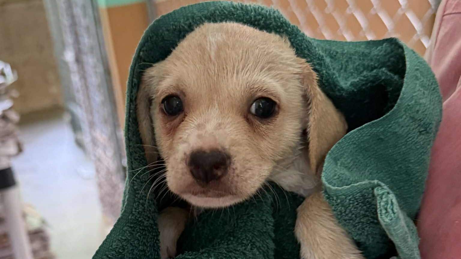 Santuario San Franciso de Asís realizará recogido de donaciones.