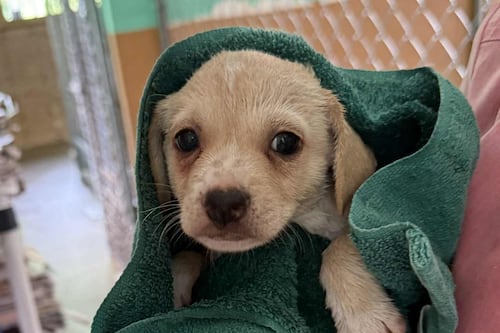 Santuario San Franciso de Asís realizará recogido de donaciones servicarro en Guaynabo