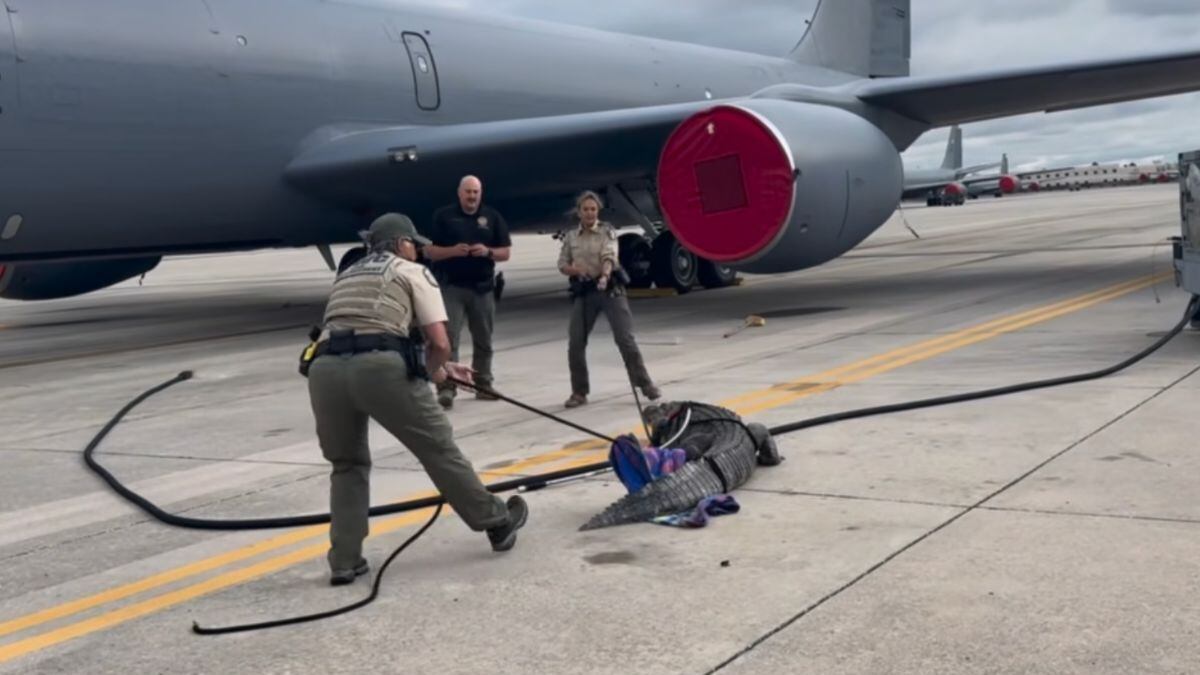 El momento de la captura del cocodrilo gigante.