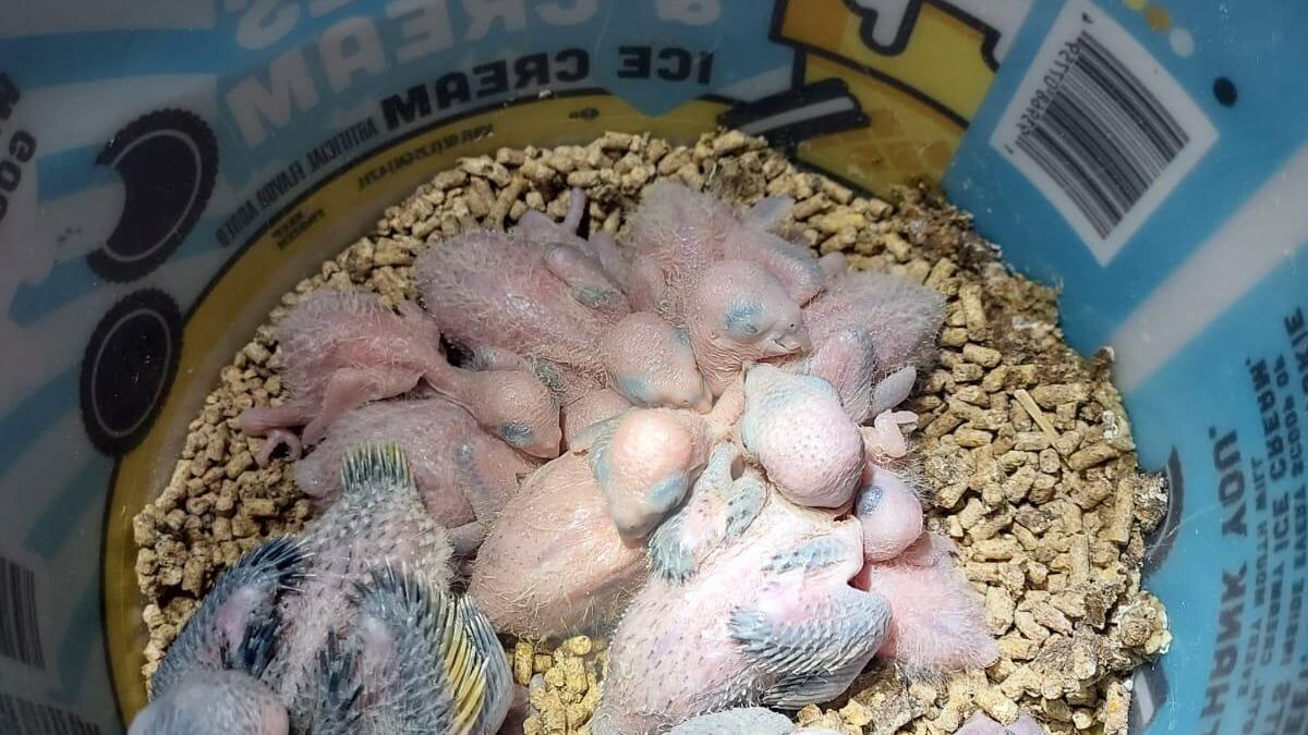 Pericos monjes hallados en Ponce tras caza ilegal.