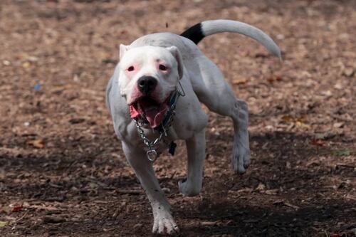 Terrible: mujer fue asesinada en Argentina porque su perro pitbull mató a la mascota de vecinos