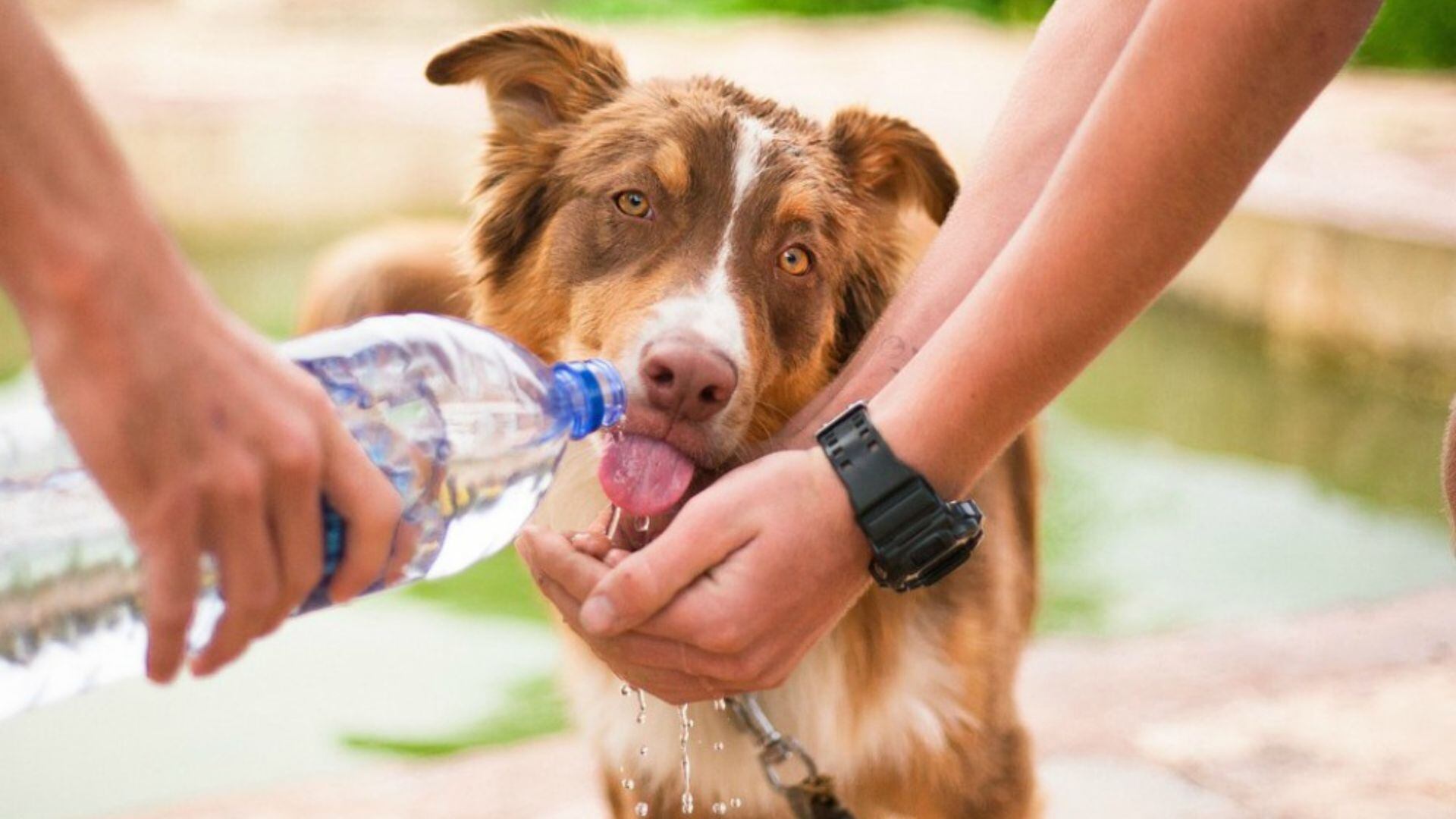Ante el aumento de las temperaturas en el verano, te contamos qué puedes hacer para proteger a tu perro de sufrir un golpe de calor.
