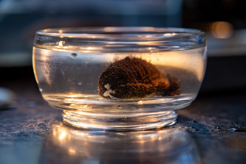 Objeto de estudio del doctor José García Arrarás.