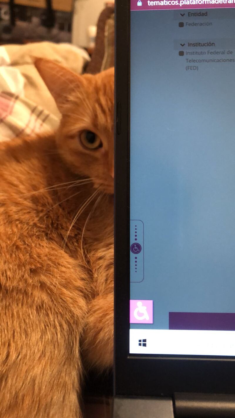 Gato