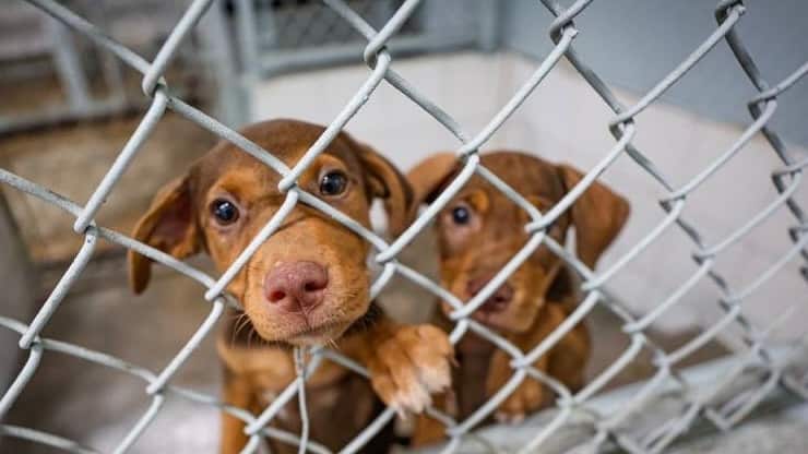 Municipio de San Juan invita al evento “Patitas en la Pista” en el Parque Luis Muñoz Marín