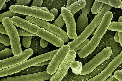 Bioingenieros de Japón logran que una bacteria produzca plástico para reemplazar al petróleo y al gas