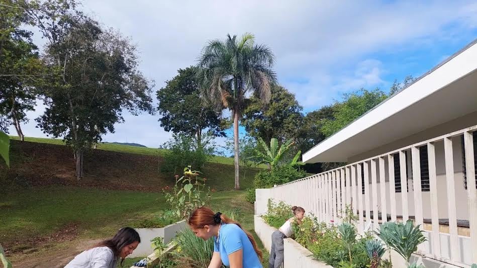 Huerto casero en la UPR de Utuado