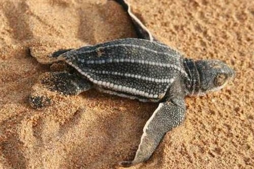 Organizaciones ambientales llaman a defender las costas durante el 18vo Festival del Tinglar