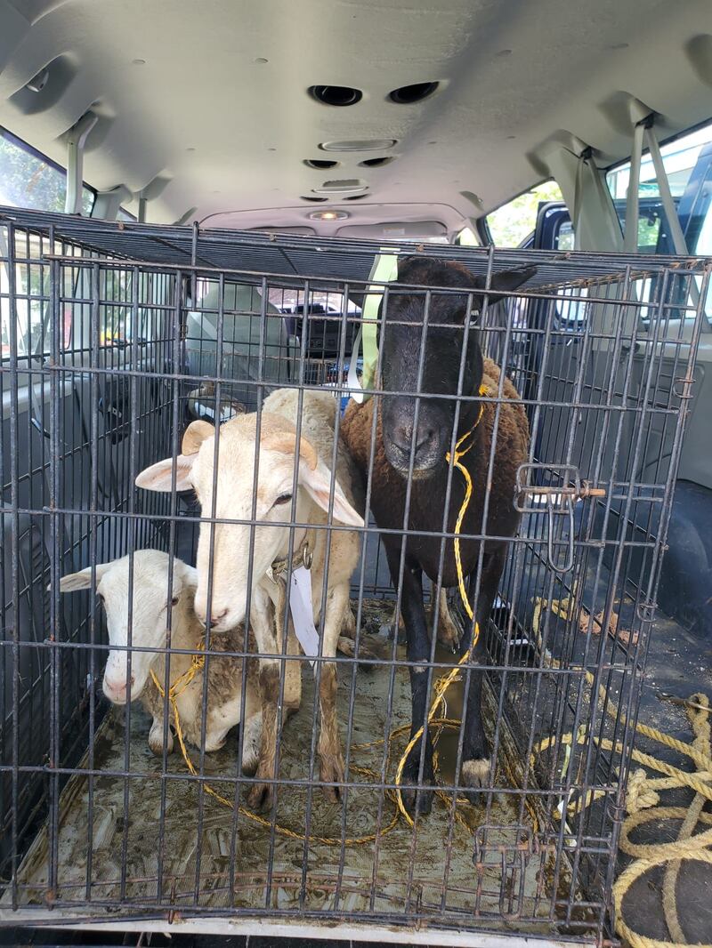 Rescatan 170 animales en Gurabo
