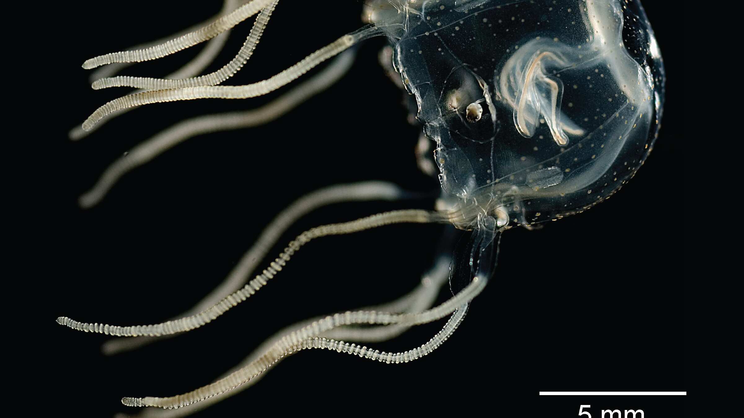 Los científicos han estudiado la Tripedalia cystophora, una pequeña especie de cubomedusas, nativa del Mar Caribe y del Indo-Pacífico central