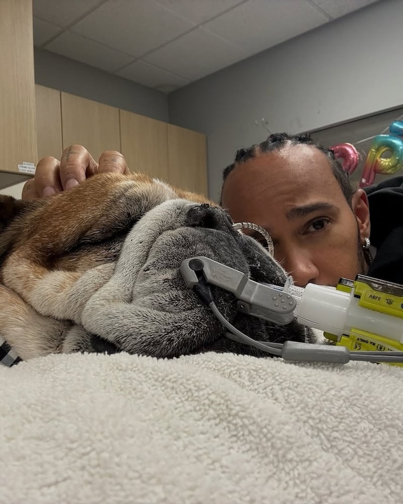 Mascota de Lewis Hamilton.