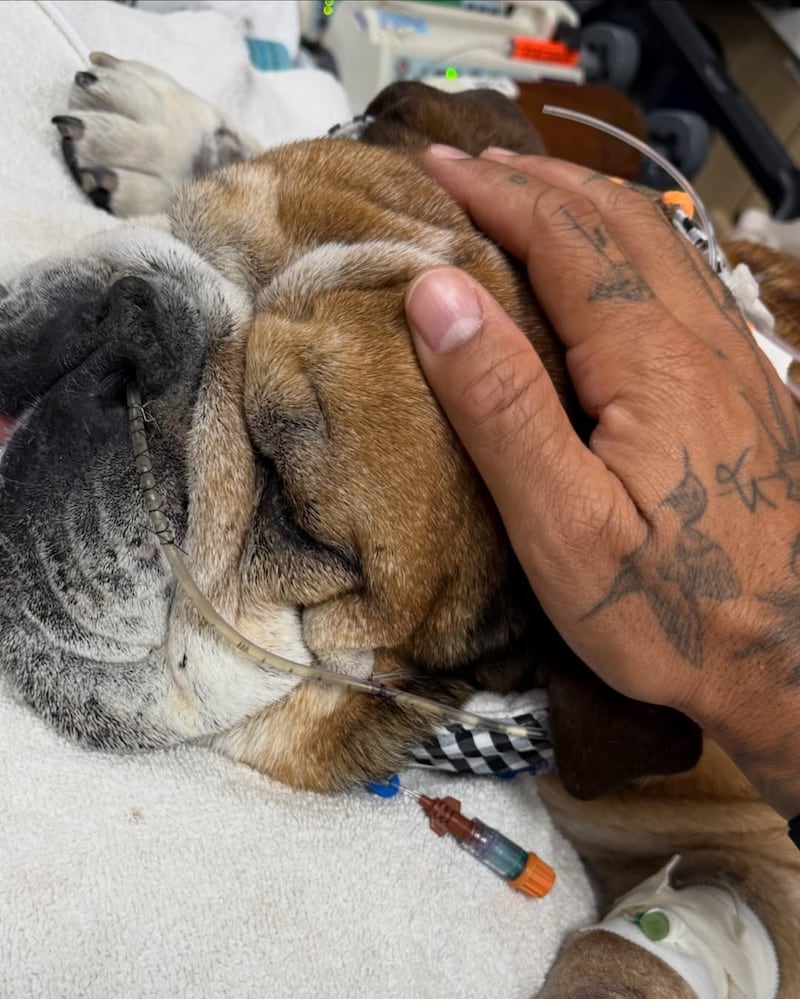 Mascota de Lewis Hamilton.