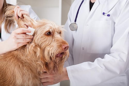 Colegio de Médicos Veterinarios ofrece recomendaciones sobre higiene de mascotas
