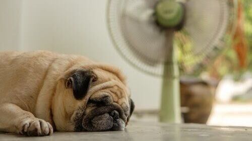 ¡Cuidá a los peludos este verano!
El calor puede ser peligroso para tu perro. Hidratación, sombra y mucho amor son la clave.