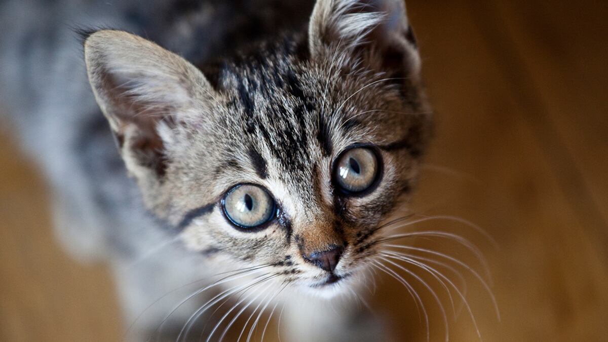 Gato.