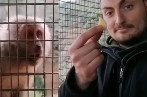 La inesperada y divertida reacción de los monos al ver un truco de magia