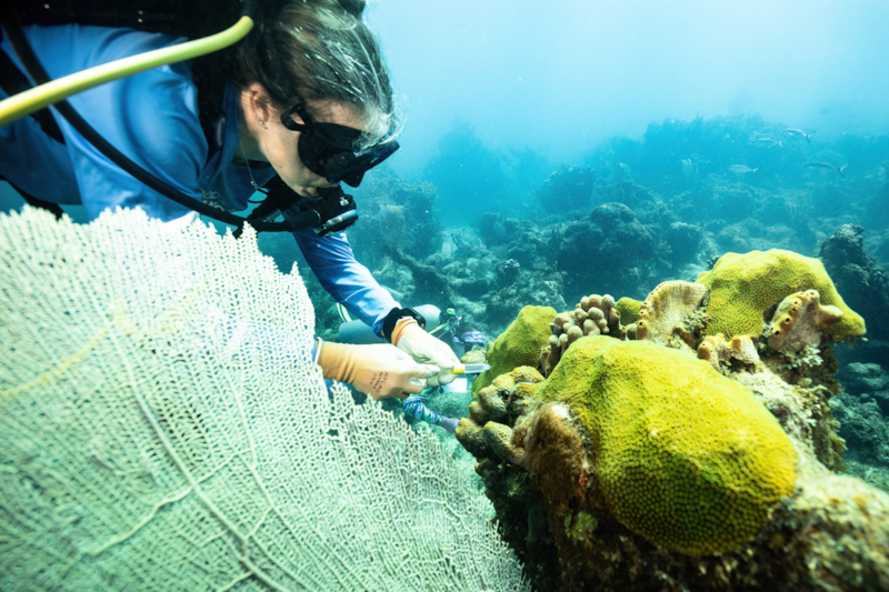 La doctora Colleen Hansel toma muestras de agua con una jeringa para medir los niveles de micronutrientes metálicos traza disponibles para los corales.

Foto suministrada | Woods Hole Oceanographic Institute