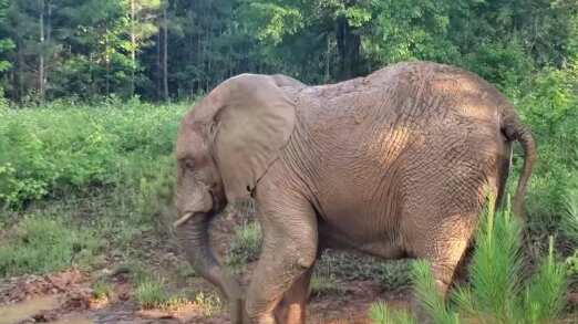 La elefanta ya lleva tres días en el santuario en Georgia.