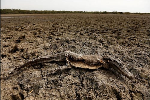 Sequía prolonga y agrava los incendios forestales en Bolivia