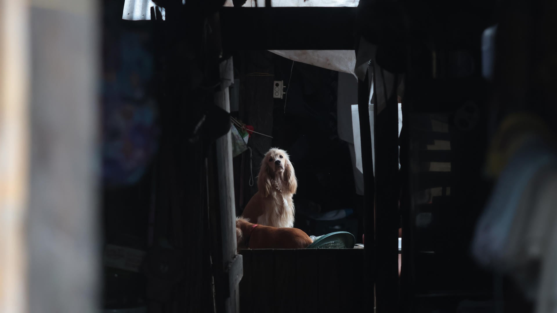 Un perro espera en el interior de una casa , en una imagen de archivo. EFE/ Gabriel Rodríguez