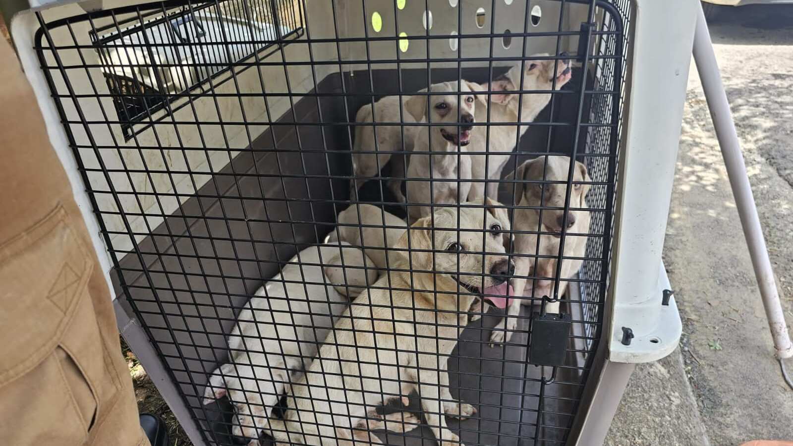 Remueven 27 perros de una residencia en Barceloneta