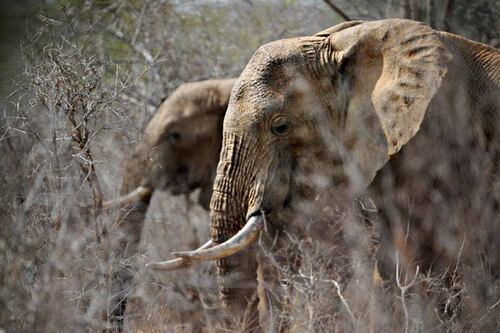 Hombre murió aplastado por un elefante con el que se tomaba selfies
