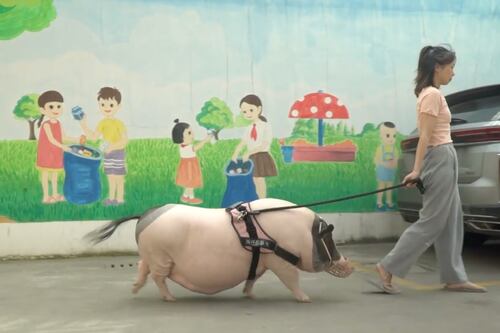 Mujer china compra un “minicerdo”, la estafan y ahora tiene uno de 150 kilos