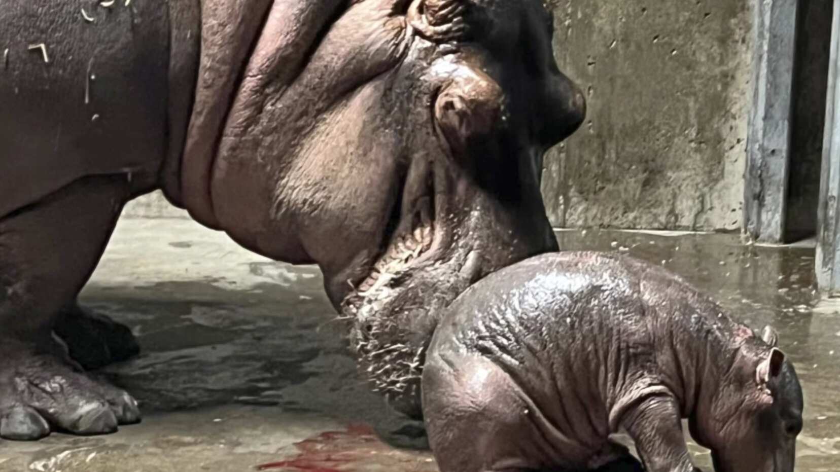 El Zoológico y Jardín Botánico de Cincinnati compartió la imagen del nacimiento.