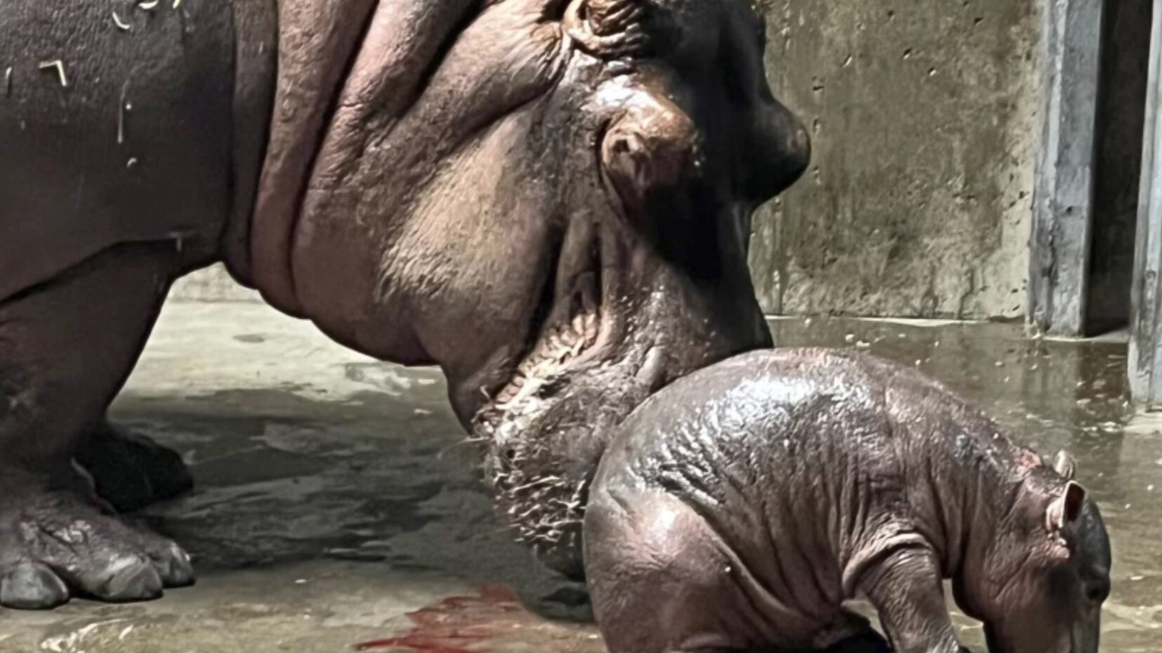 El Zoológico y Jardín Botánico de Cincinnati compartió la imagen del nacimiento.