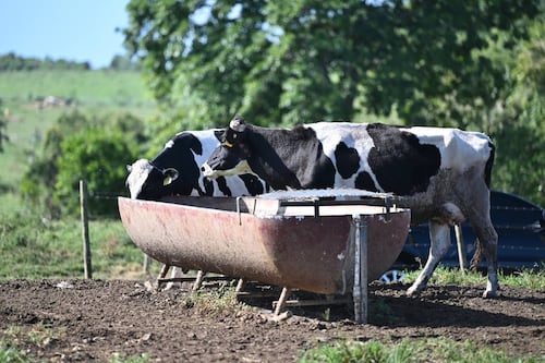 Gobierno entrega incentivos a agricultores y ganaderos
