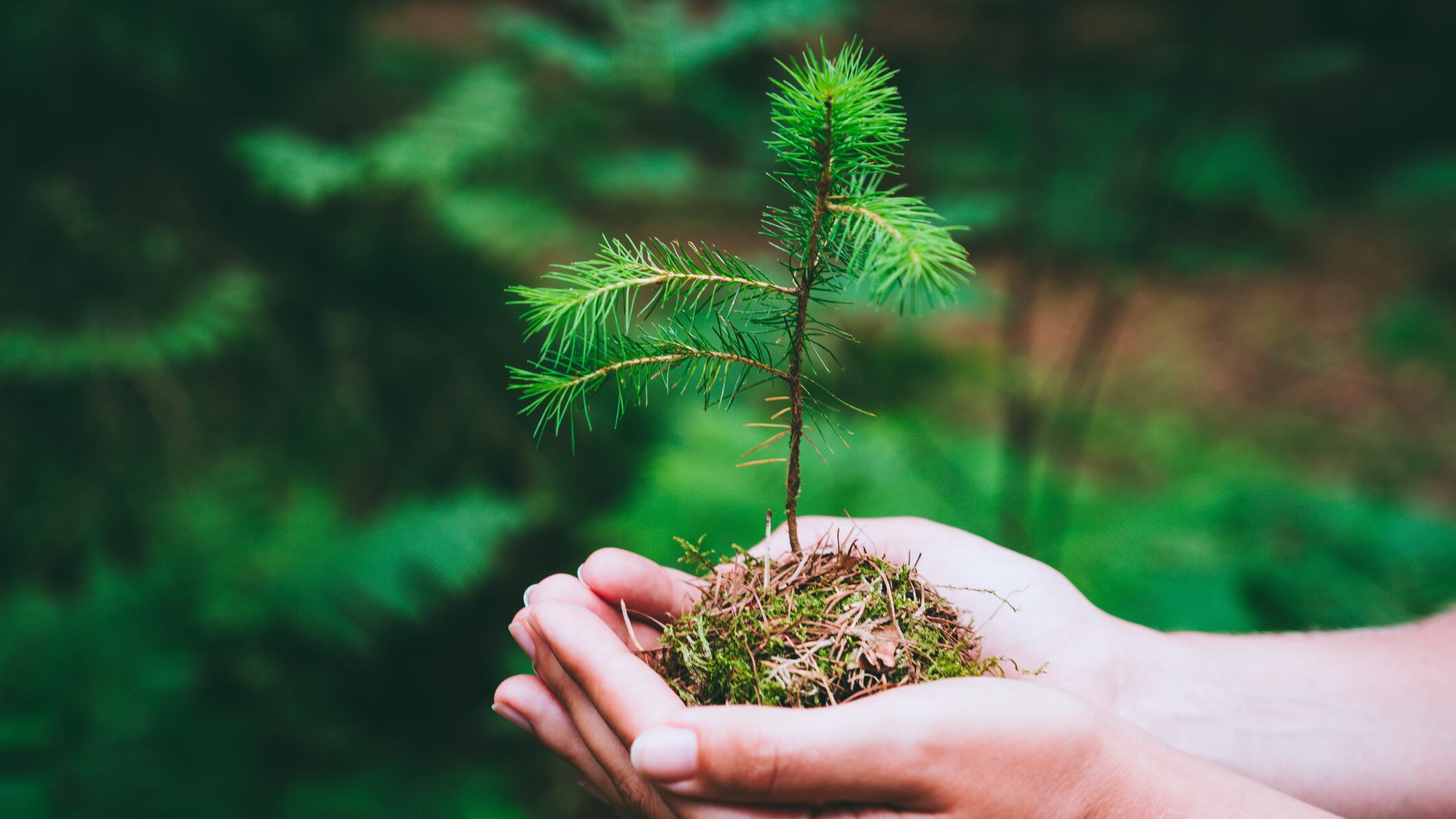 Pasa un día rodeado de la vida silvestre mientras aprendes sobre el cuidado del medio ambiente y la importancia de los arboles en esta experiencia.