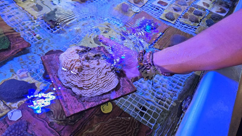 Ejemplar de Agaricia, conocido comúnmente como coral lechuga o coral plato, se recupera del blanqueamiento en el Centro de Innovación de The Nature Conservancy en St. Croix.

Foto por Sara Kirkpatrick | Virgin Islands Daily News