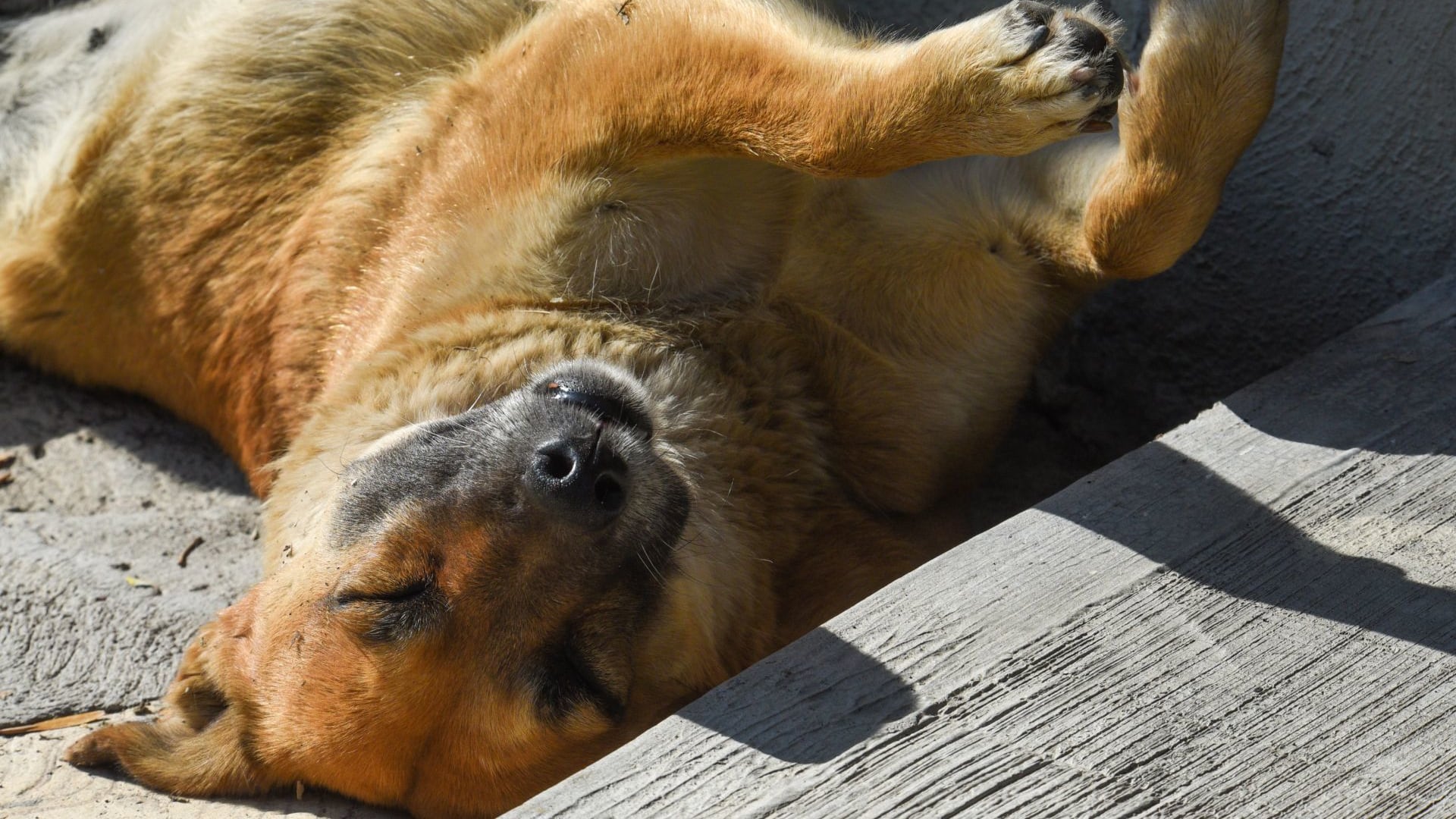 Rabia: detectan casos sospechosos en niños de Oaxaca