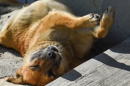 Evalúan medidas ante incremento de animales realengos en la zona metropolitana