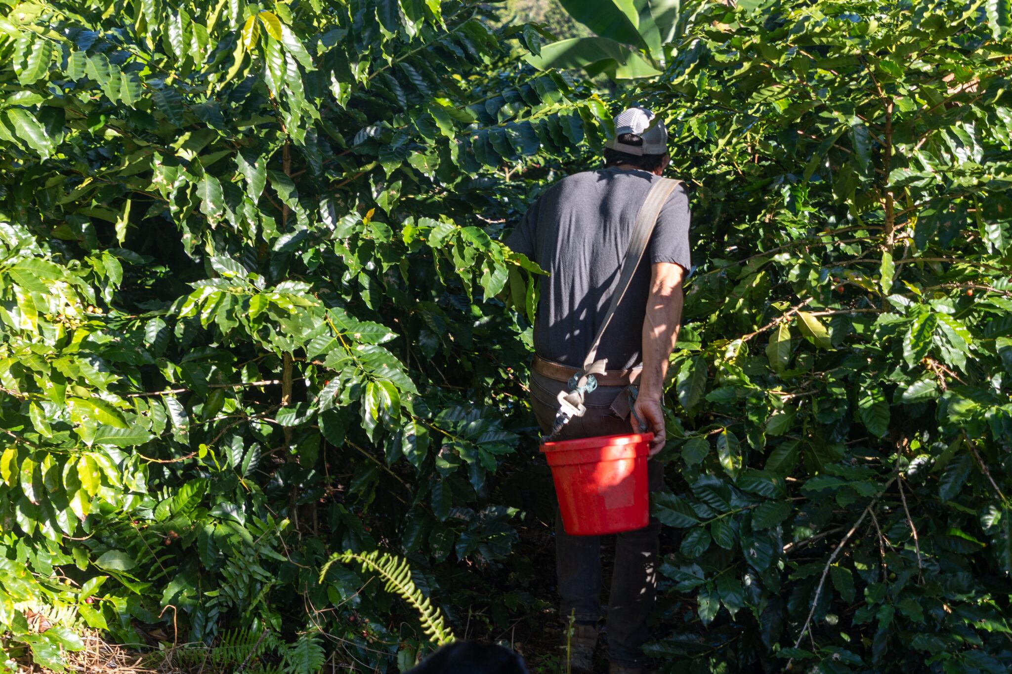 En Puerto Rico, la mayor parte de plantaciones de café se ubican en la zona de montañas, lo que supone complejidades para la labor del recogido de los granos.