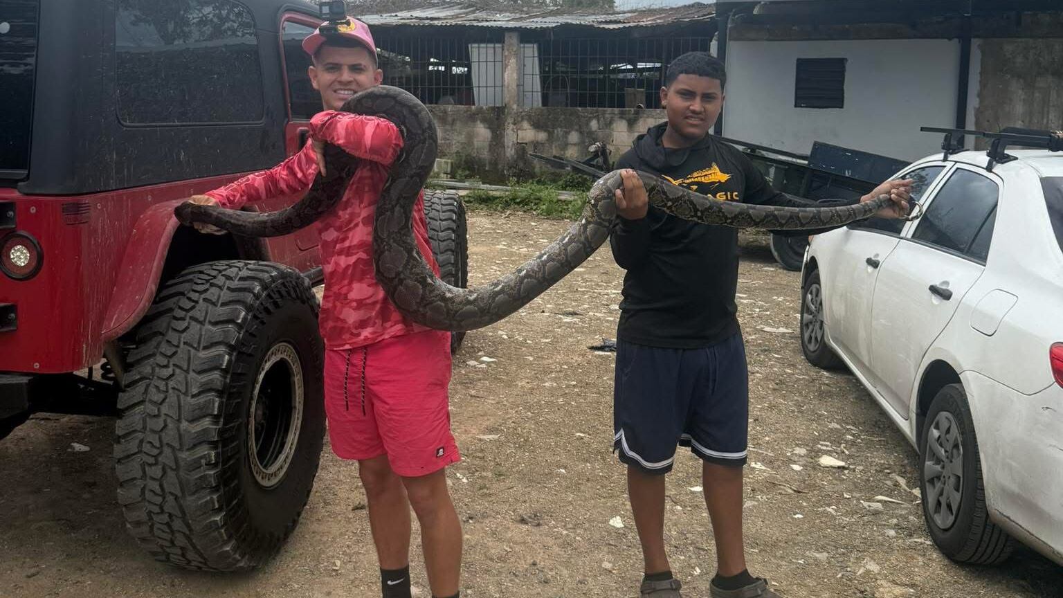 Gongo Fishing capturó una serpiente invasora que se estaba comiendo unos pollos en Cidra.