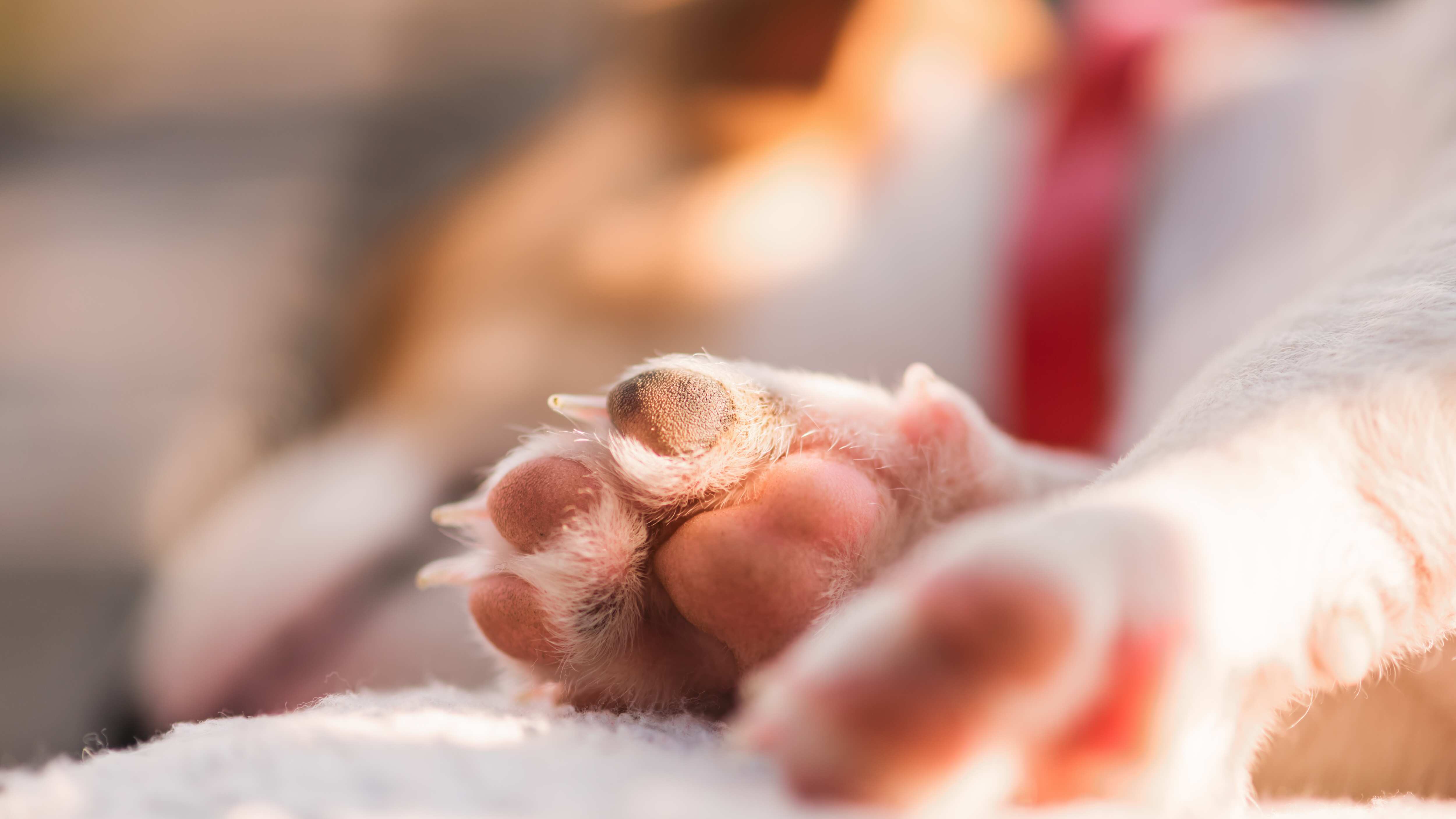 Pérdida de una mascota