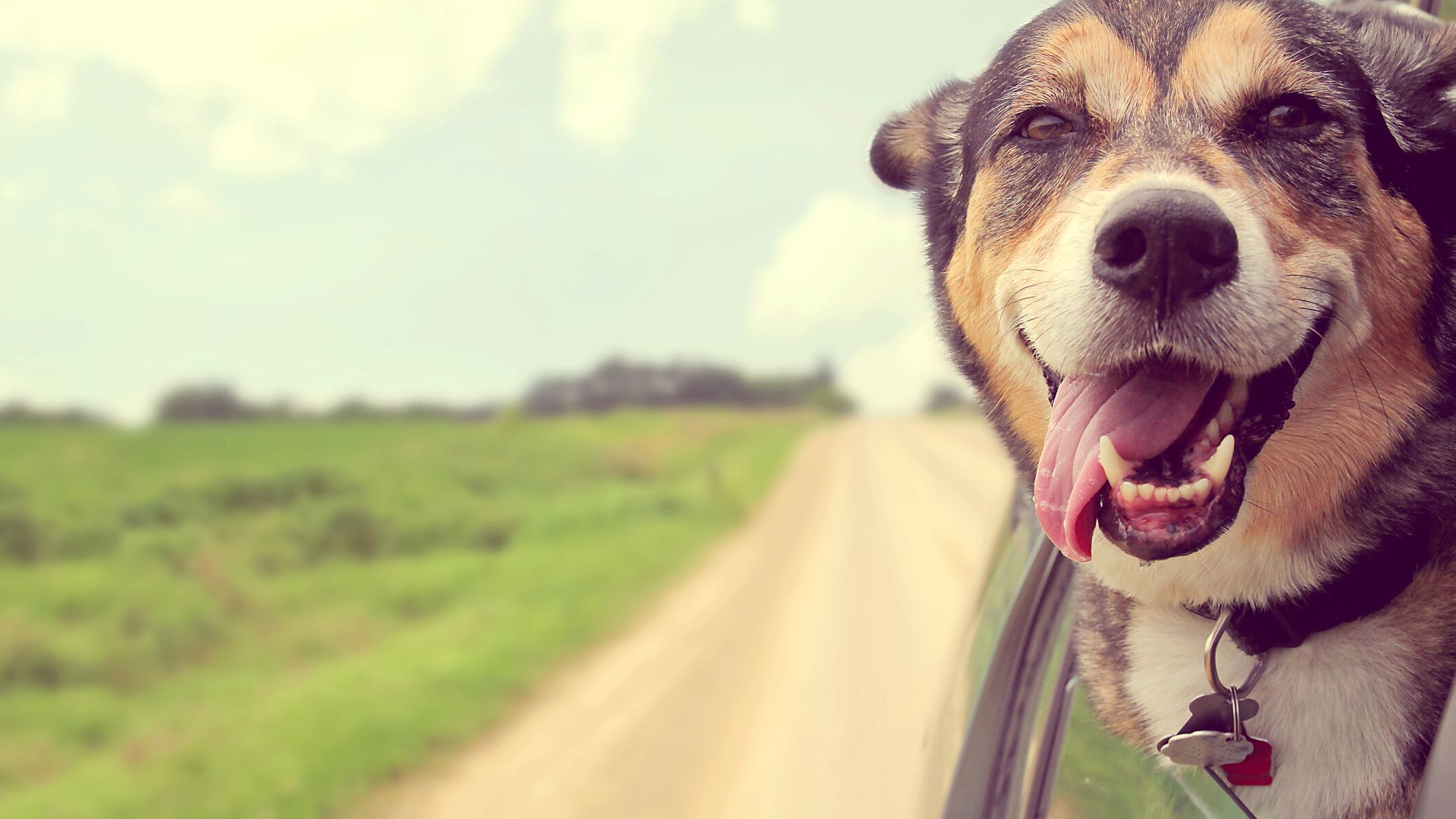 MDS Día Mundial del Perro Sin Raza