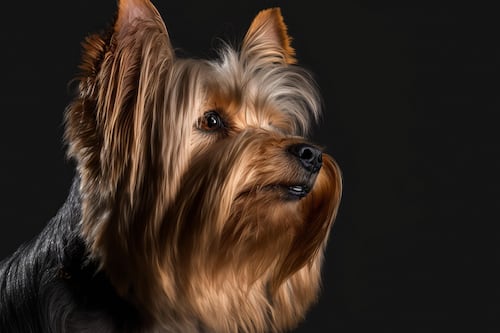 Hurtan dos perros en urbanización de Bayamón