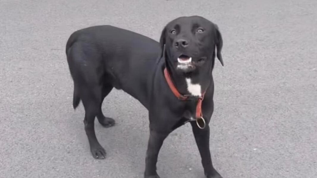 "Johnny", perro de Luar La L