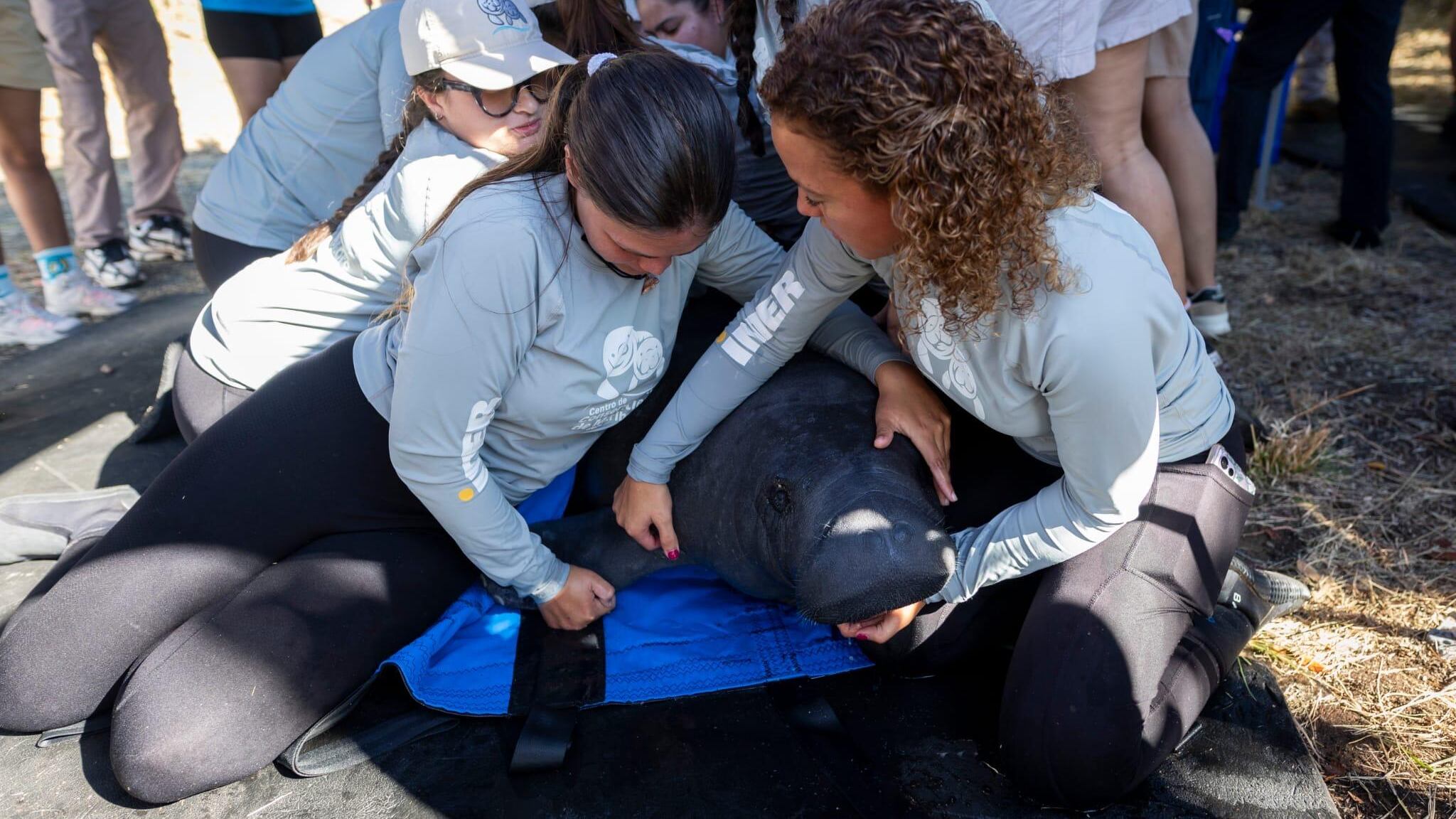 Los manatíes Bajarí y Nanichi