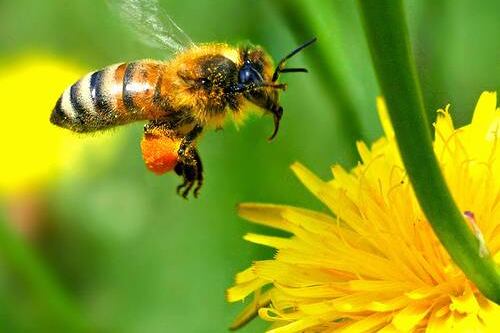 Las abejas en la ciudades podrían indicar los niveles de contaminación