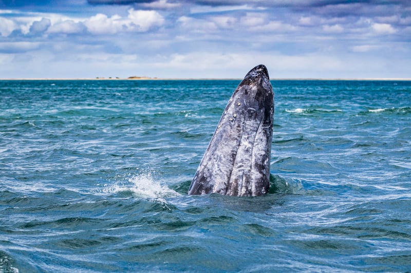En sus alrededores se encuentran montañas, playas de arena blanca, paisajes desérticos y actividades de aventura que le inyectan un toque de adrenalina a la tranquilidad de su nombre. Foto: Turismo La Paz.