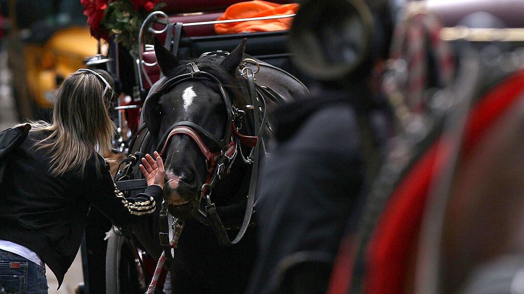 NEW YORK - APRIL 15: A tourist pets a carriage horse outside of Central Park on April 15, 2010 in New York, New York. A new law that passed the New York City Council will require carriage horses to have bigger stalls, five weeks of yearly rest time, and blankets to keep them warm in cold temperatures. The law, which is expected to be signed by New York Mayor Michael Bloomberg, will also raise the price of a carriage ride to $50 for the first 20 minutes instead of the current $34 for the first half-hour.
