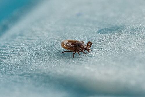 Hombre muere de raro virus tras sufrir la picadura de una garrapata